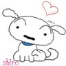 shiro's profile picture