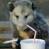 Arbys T. Possum's profile picture