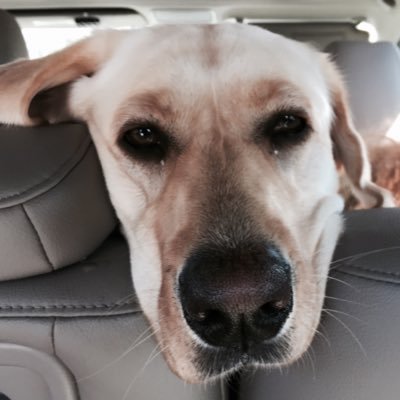 adallos's profile picture