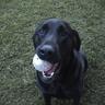 Profilbild von dogpaw