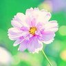 Фото профиля ma@燕
