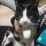 あずき♪ profil fotoğrafı