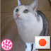 うらにゃ profil fotoğrafı