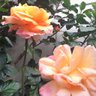 Margarita's profile picture