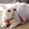 Фото профиля あゆにゃん