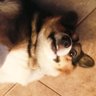 K🏳️🌈🎨🐶's profile picture