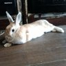 うさぎ少佐 profil fotoğrafı