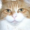 6catsNcounting's profile picture