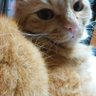 レオ profil fotoğrafı