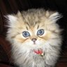 Bibi le chat profil fotoğrafı