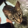 Фото профиля 🐈‍⬛🐈‍⬛🐈すずめとろんろんとすみれ