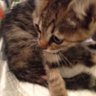 ねこ profil fotoğrafı