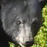 Profilbild von Hugo_aka_bds