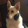 white_shepherd86's profile picture