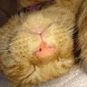 銀色の猫's profile picture