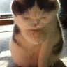 Profilbild von hachiwarenyanko