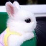 ちゃぜん profil fotoğrafı
