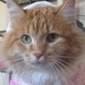 Мистер Кот's profile picture