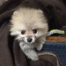あずさ's profile picture