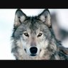le lycanthrope de l'Atlas profil fotoğrafı