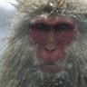山Monkey's profile picture