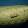 介殻蟲の人/coccidologist's profile picture