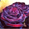 Q8MiRRoR مرآة profil fotoğrafı