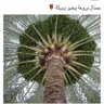 Фото профиля 🌹لاإله إلاأنت سبحانك إني كنت من الظالمين