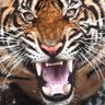 Фото профиля mark mcdonell 🐅🐅🏆