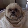 WildcatWilma's profile picture