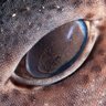 Фото профиля Joey Holder