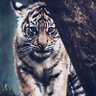 kn profil fotoğrafı