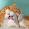 Фото профиля ニャンコロイドは電気鼠の夢を見るか