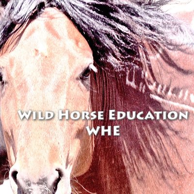 WildHorseEdu's profile picture