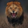 ابو لمار's profile picture