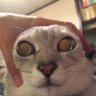 Profilbild von ぞびこ