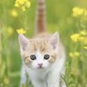 Profilbild von 海野☆猫丸🐱