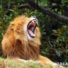 زئير القلم profil fotoğrafı