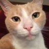 CoCo's profile picture