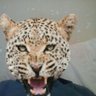 Lahbib's profile picture