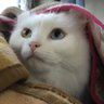 ペコ太 profil fotoğrafı