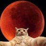 Profilbild von juanita.m