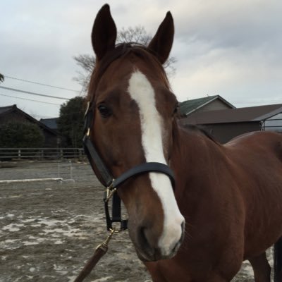 ピチタ's profile picture