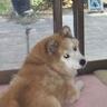 きんぐ(マッキー極太)'s profile picture