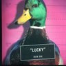 Lucky Duck's profile picture