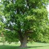 Profilbild von The Patriarch Tree
