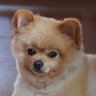 イセタロー 的头像
