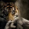 Profilbild von Razorcat