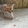 猫's profile picture