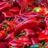 Paprika Lady 的头像